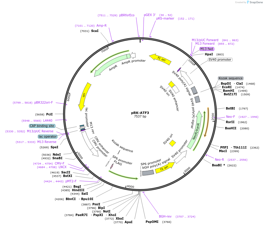 26115-plasmid-map-sequence-id-233277