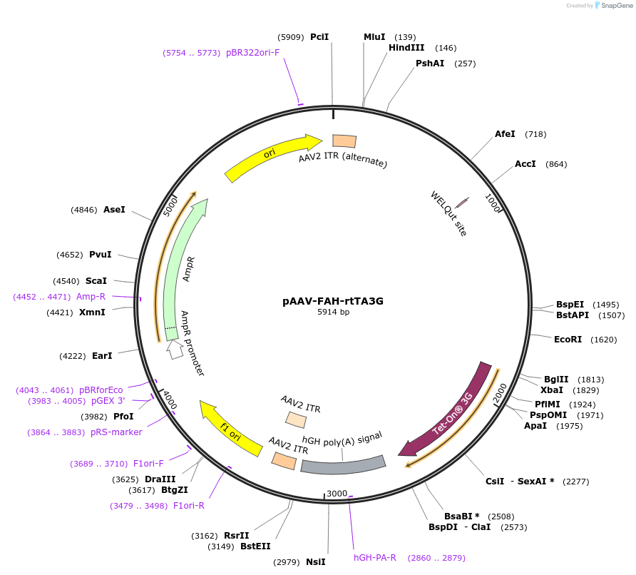 120309-plasmid-map-sequence-id-233283