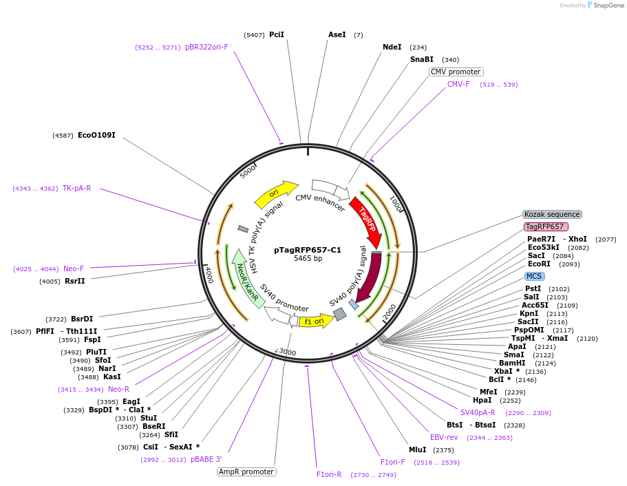 31872-plasmid-map-sequence-id-233378