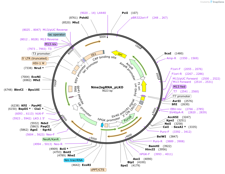 119926-plasmid-map-sequence-id-233416