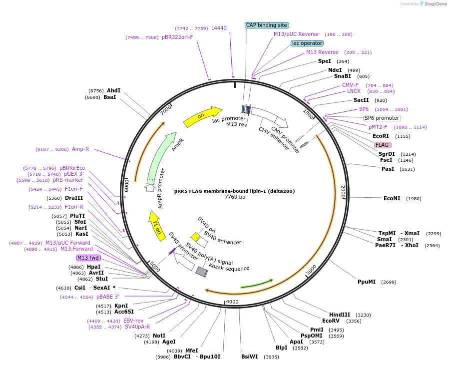 120278-plasmid-map-sequence-id-233613