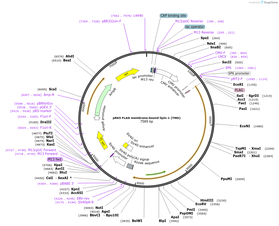 120277-plasmid-map-sequence-id-233615