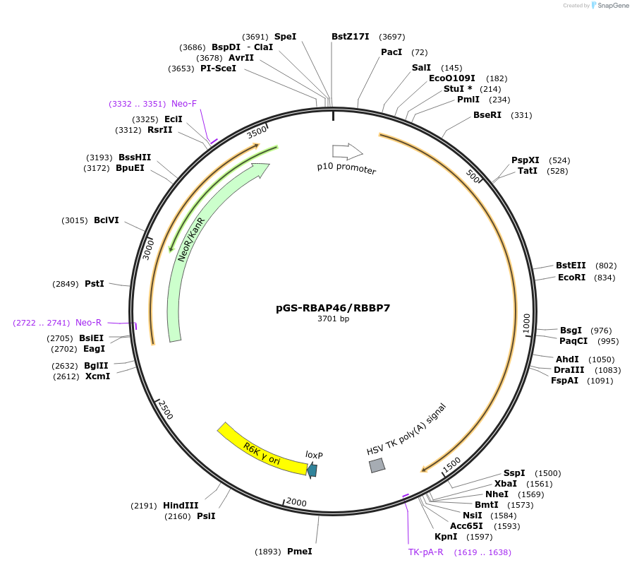 109210-plasmid-map-sequence-id-233625