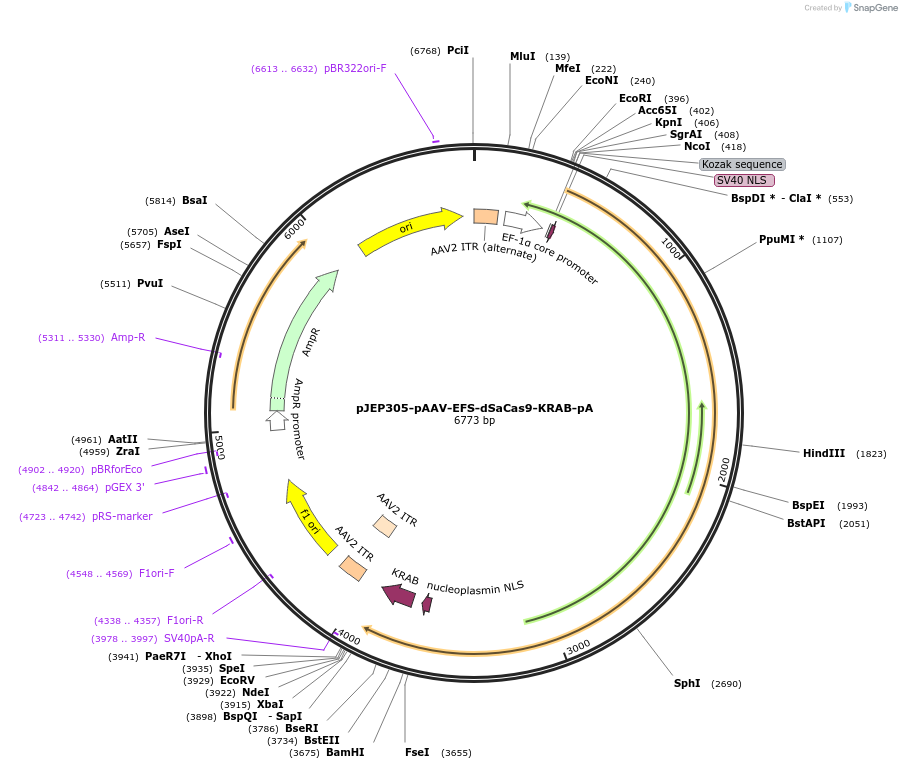 113681-plasmid-map-sequence-id-233640