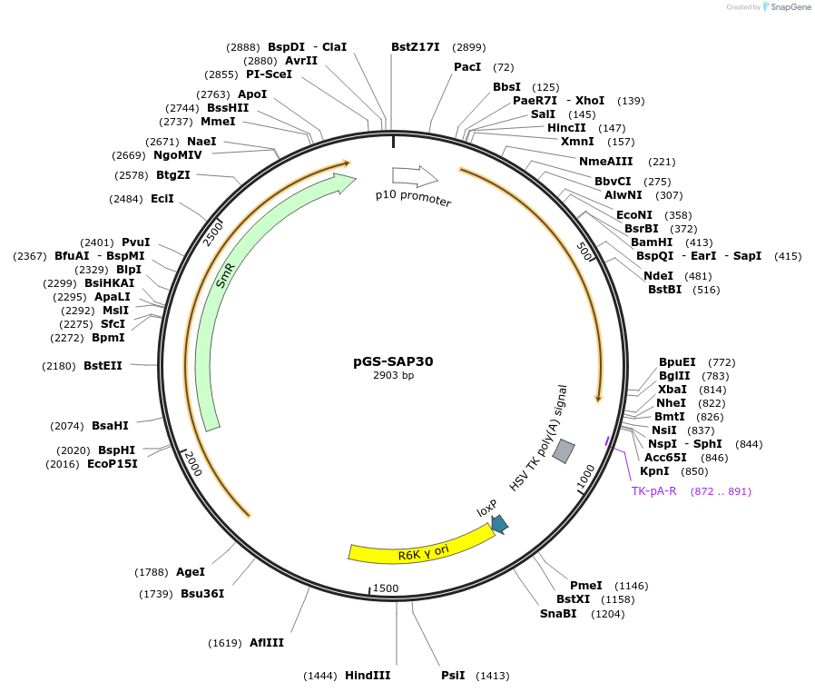109212-plasmid-map-sequence-id-233641