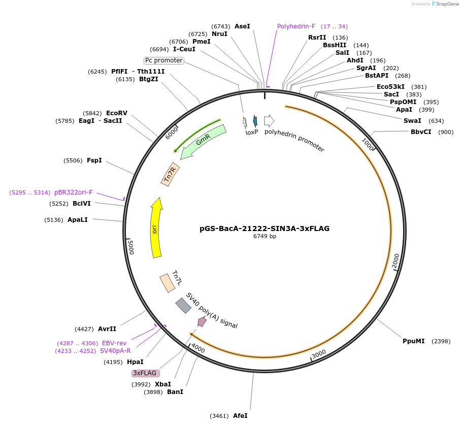 109213-plasmid-map-sequence-id-233644