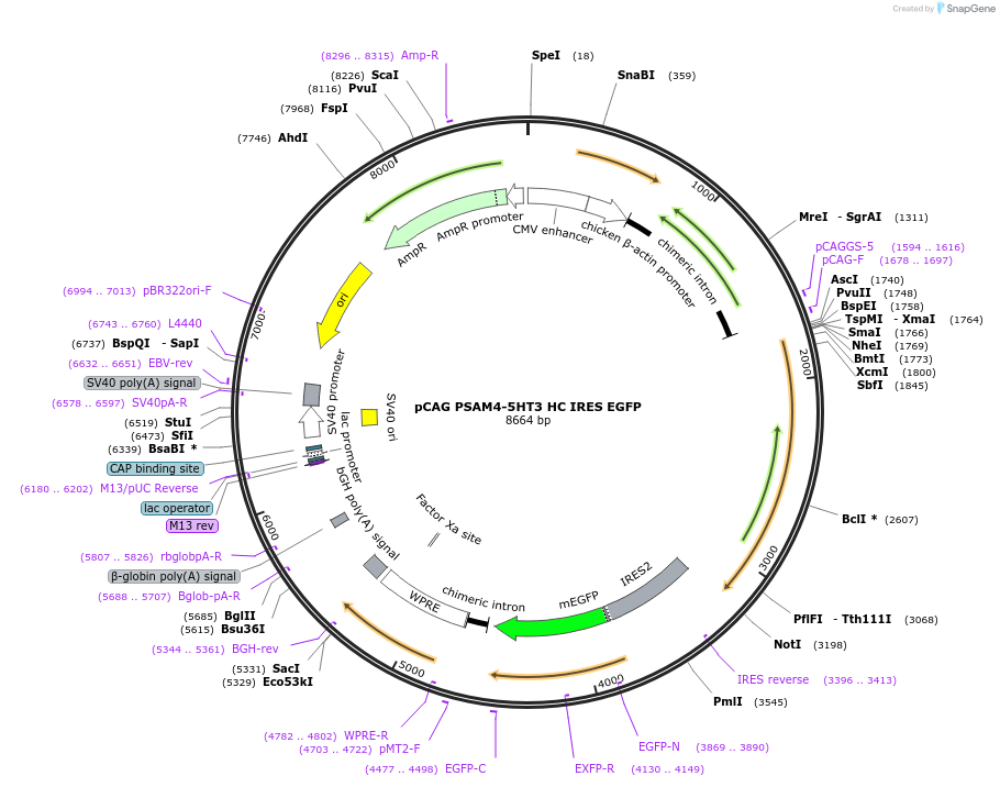 119740-plasmid-map-sequence-id-233645