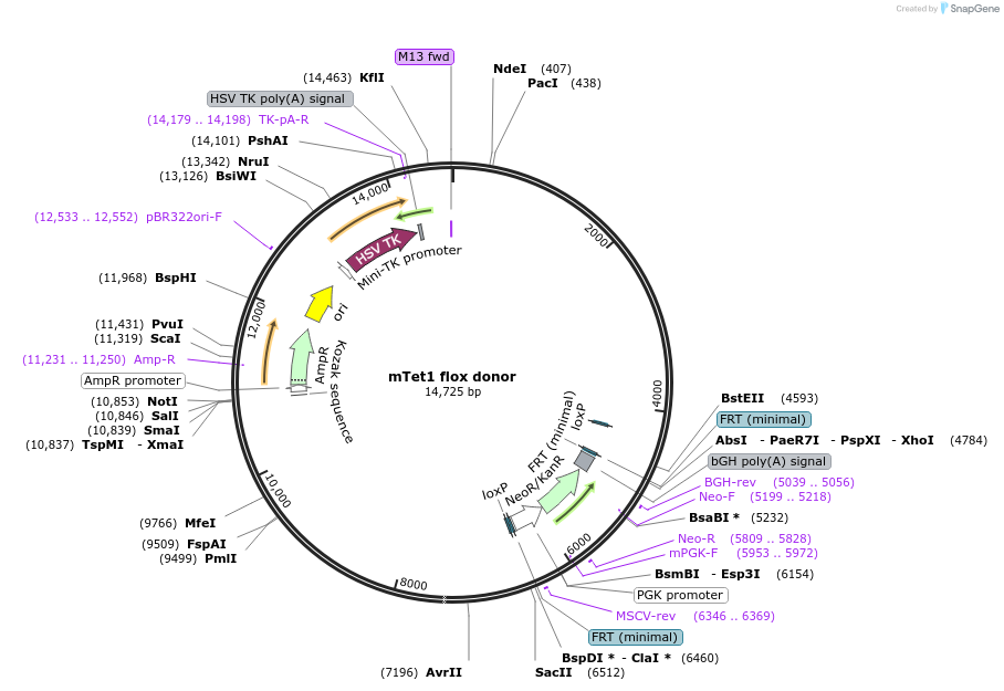 117147-plasmid-map-sequence-id-233655