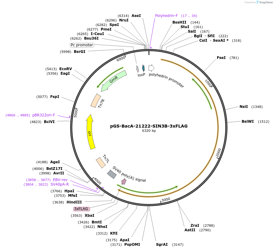 109214-plasmid-map-sequence-id-233664
