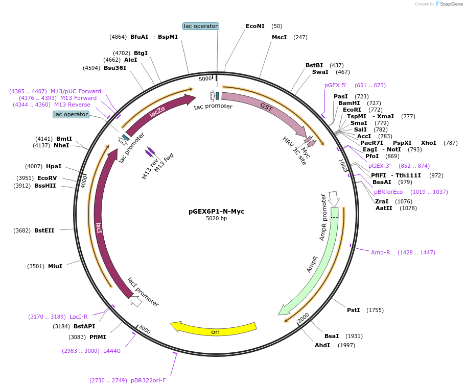 119757-plasmid-map-sequence-id-233668