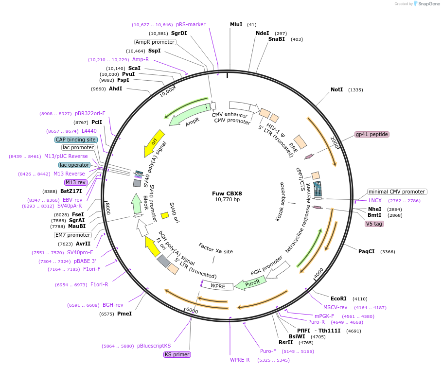 121111-plasmid-map-sequence-id-233670