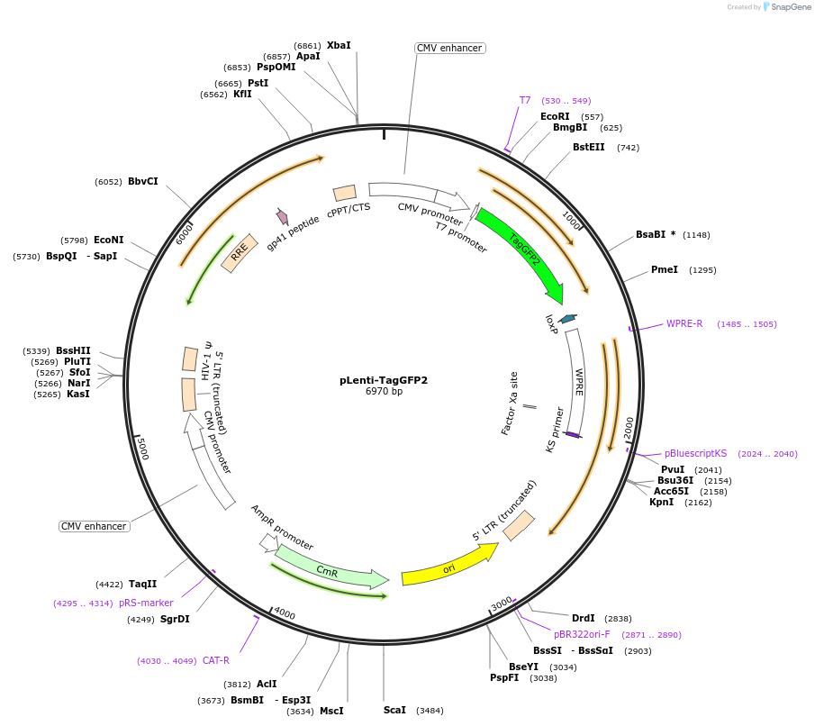 121426-plasmid-map-sequence-id-233683
