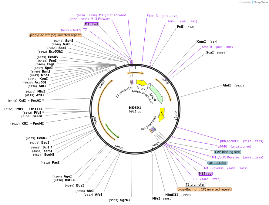 120850-plasmid-map-sequence-id-233701