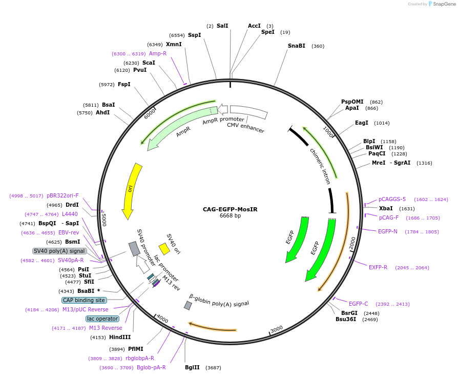 120516-plasmid-map-sequence-id-233708