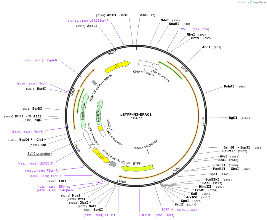 113110-plasmid-map-sequence-id-233713