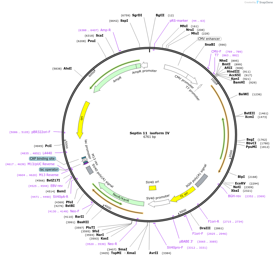 120320-plasmid-map-sequence-id-233738