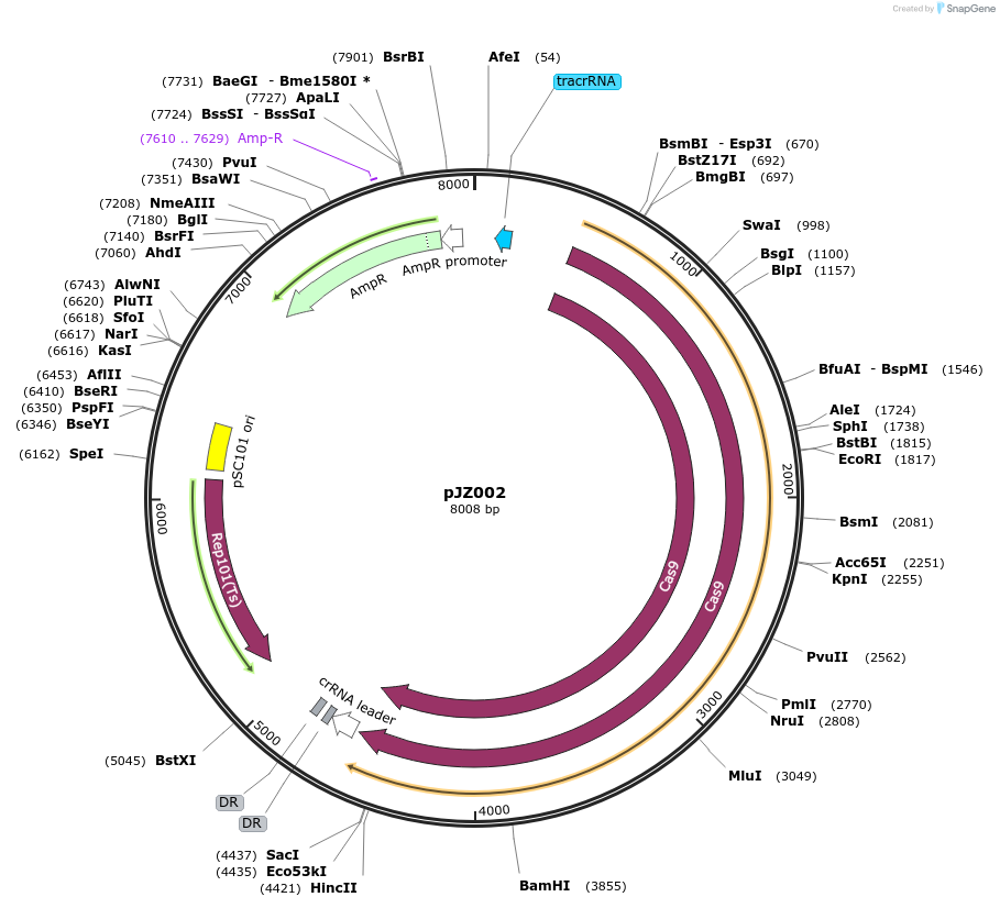 120231-plasmid-map-sequence-id-233740