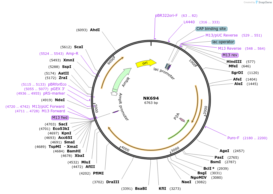 120853-plasmid-map-sequence-id-233742