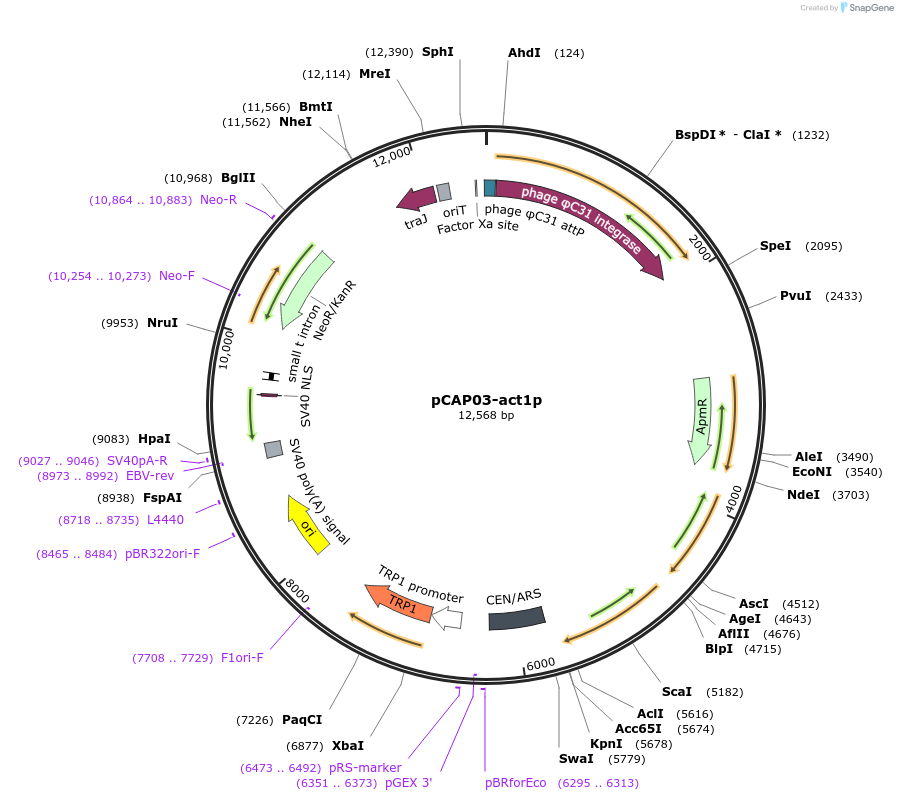 120233-plasmid-map-sequence-id-233753
