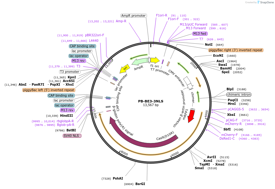 119032-plasmid-map-sequence-id-233755
