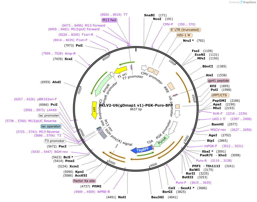 117140-plasmid-map-sequence-id-233768