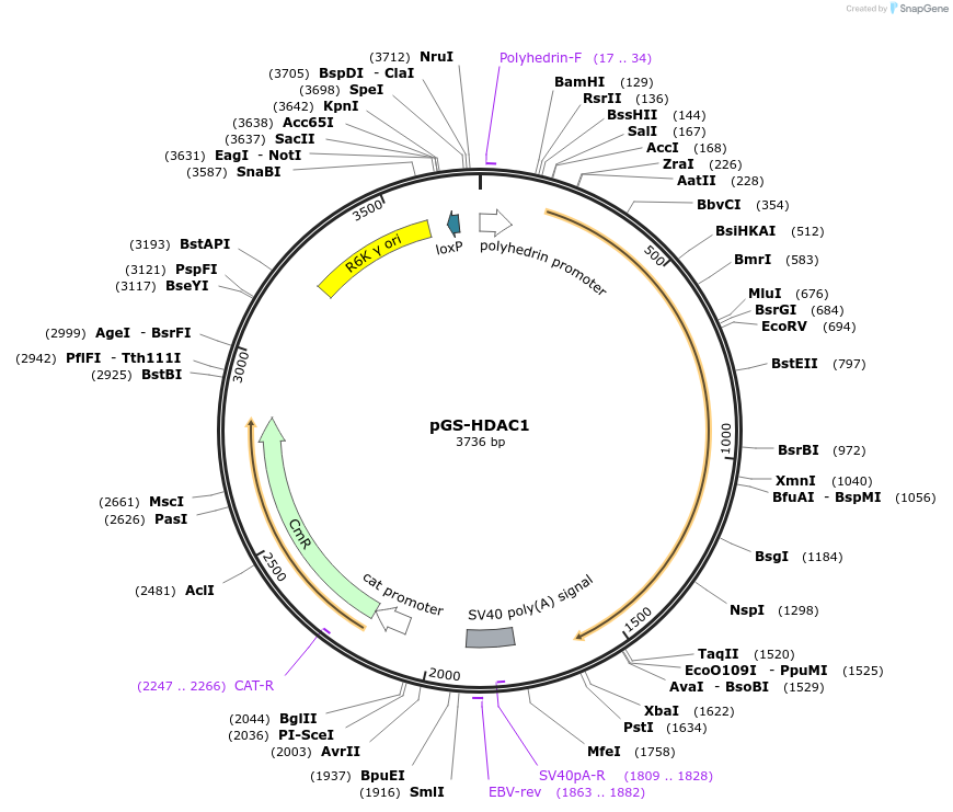 109209-plasmid-map-sequence-id-233780