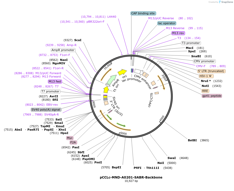 119050-plasmid-map-sequence-id-233781