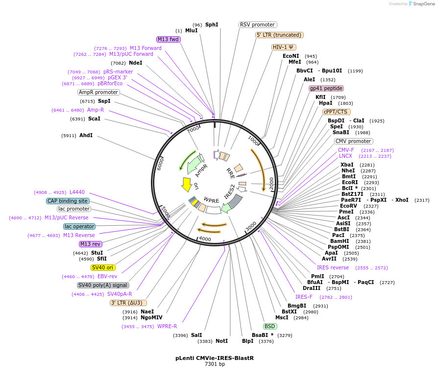 119863-plasmid-map-sequence-id-233790