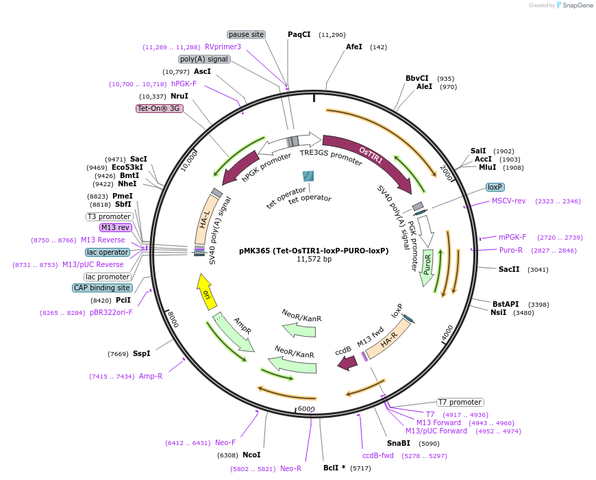 121185-plasmid-map-sequence-id-233793
