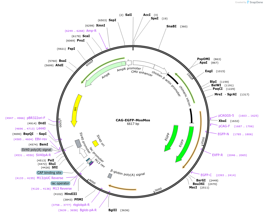 120515-plasmid-map-sequence-id-233797
