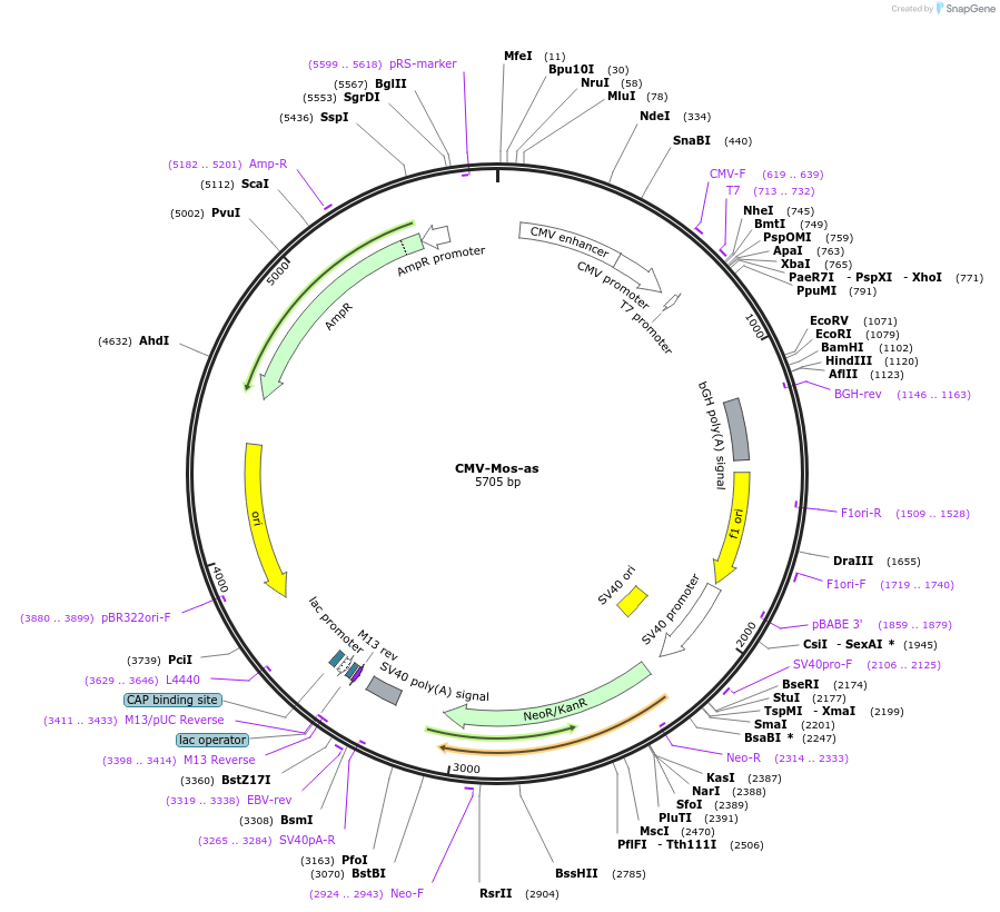 120526-plasmid-map-sequence-id-233808