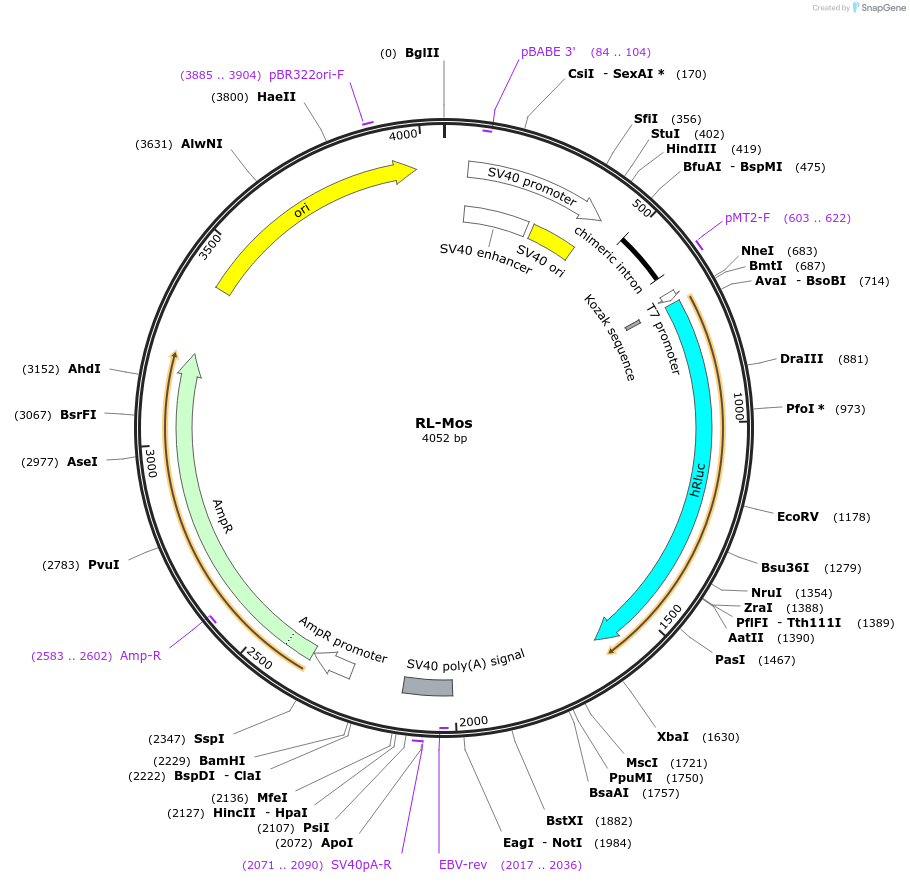 120519-plasmid-map-sequence-id-233809