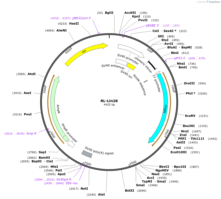 120520-plasmid-map-sequence-id-233816