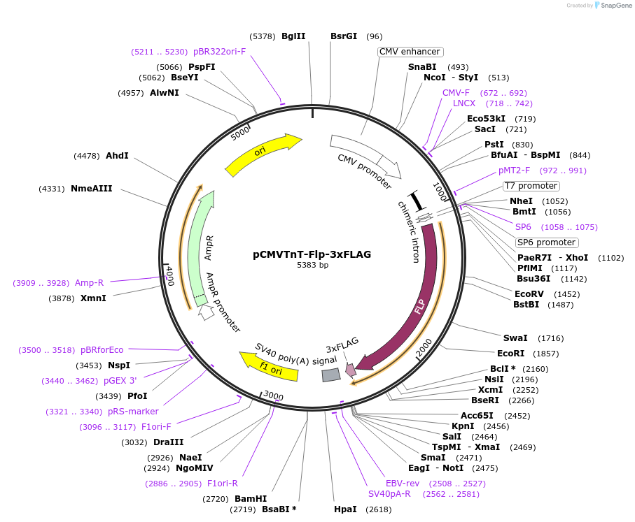 109167-plasmid-map-sequence-id-233820
