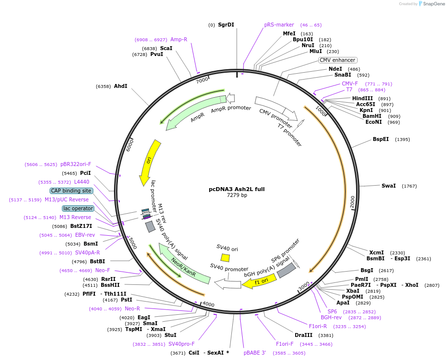 15548-plasmid-map-sequence-id-233849