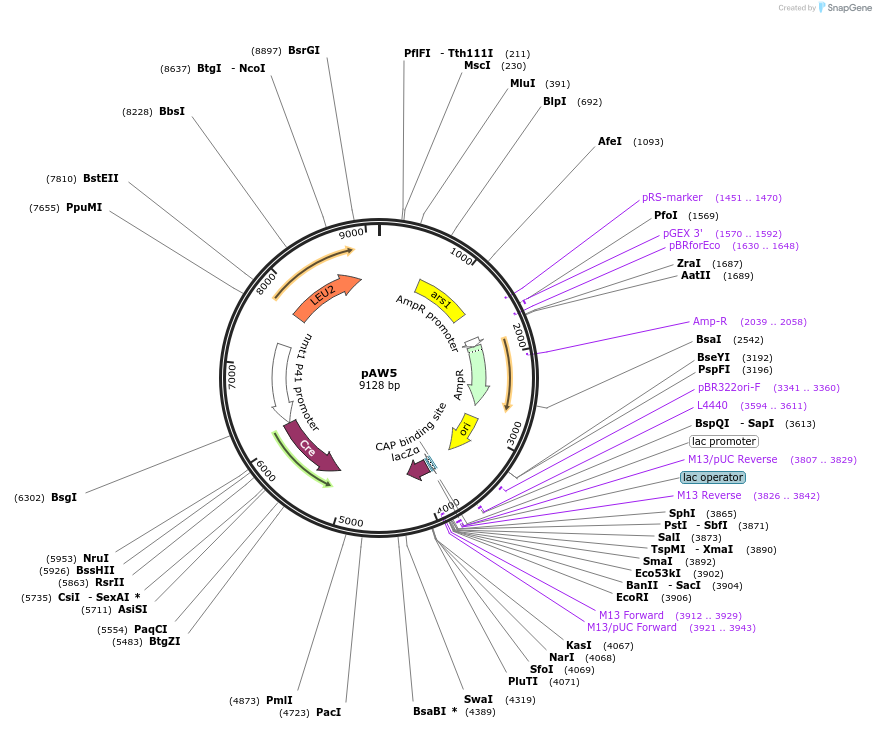 110221-plasmid-map-sequence-id-233957
