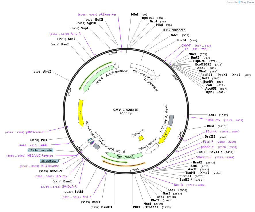 120524-plasmid-map-sequence-id-233961