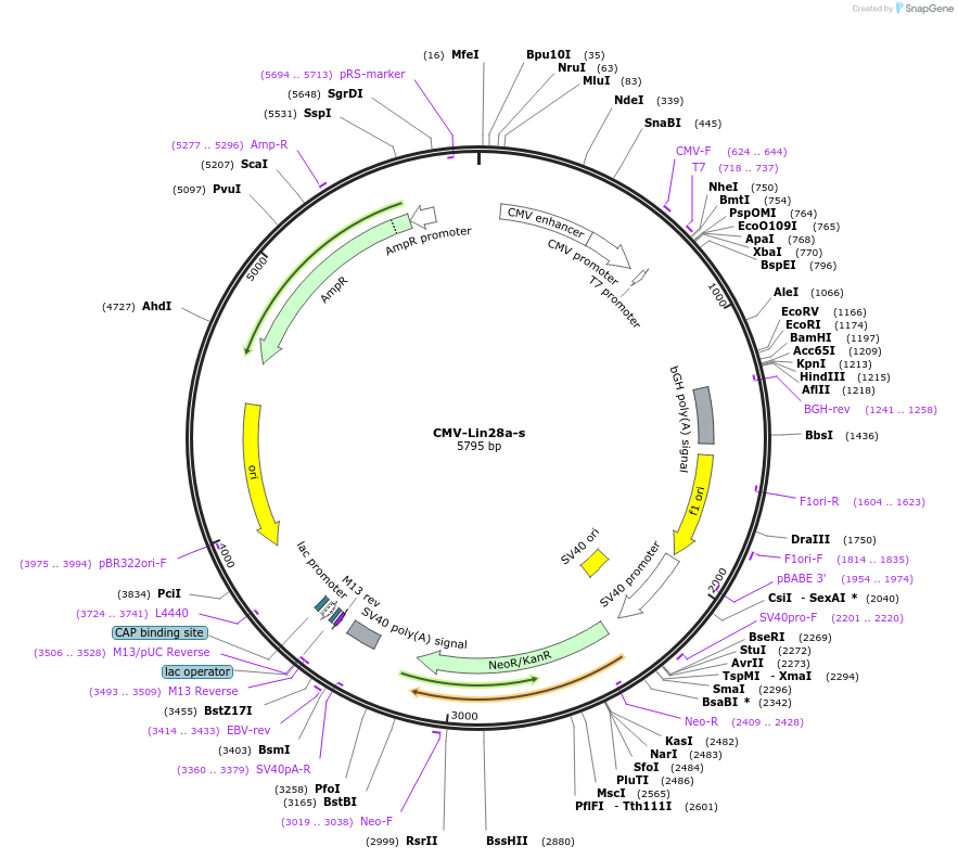 120527-plasmid-map-sequence-id-233968