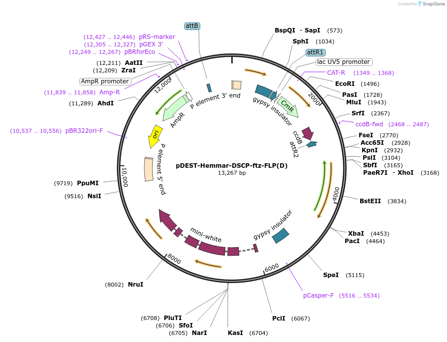 119894-plasmid-map-sequence-id-233971