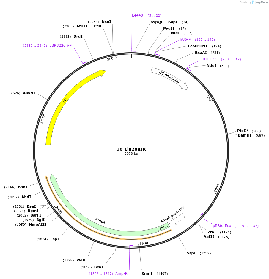 120530-plasmid-map-sequence-id-233972