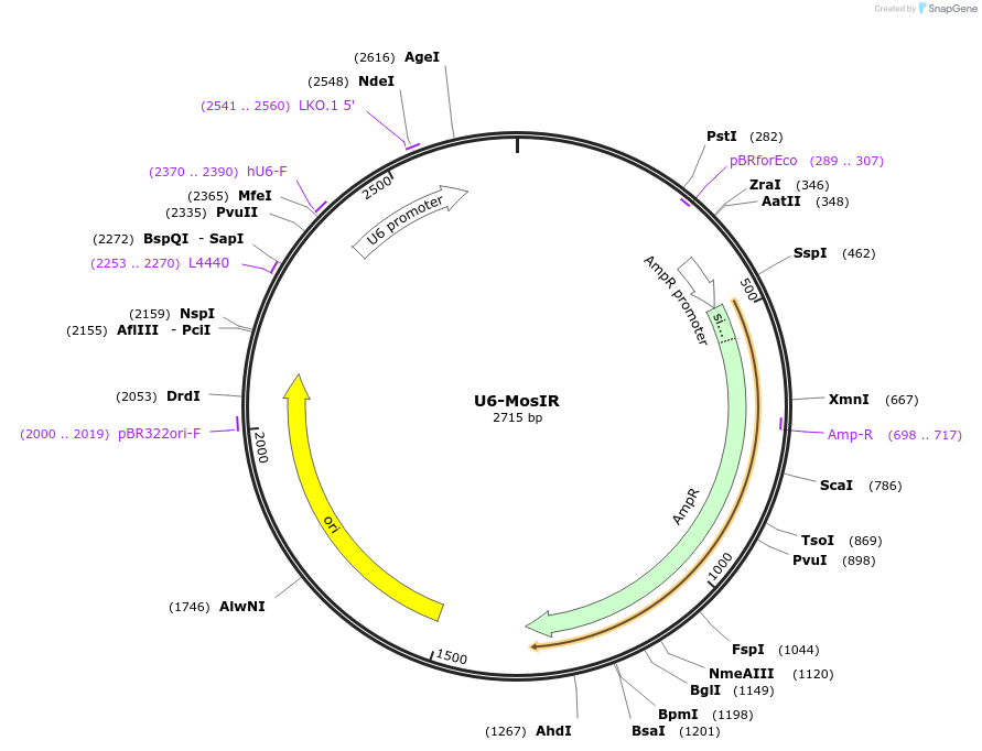 120529-plasmid-map-sequence-id-233976