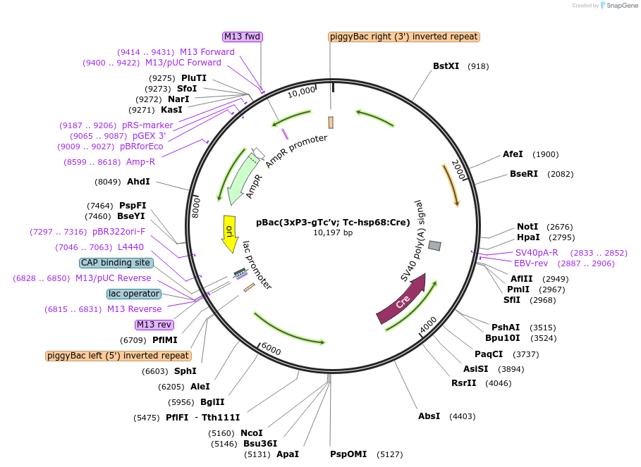 119063-plasmid-map-sequence-id-233977