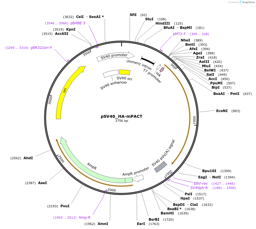 120537-plasmid-map-sequence-id-233981