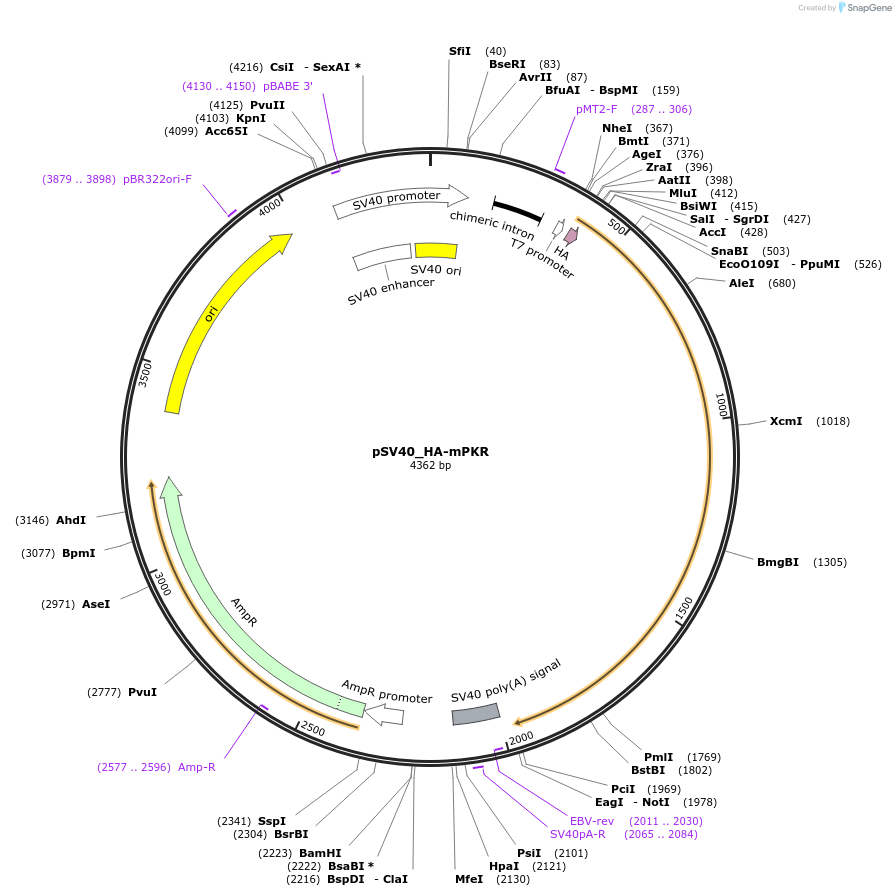 120538-plasmid-map-sequence-id-233982