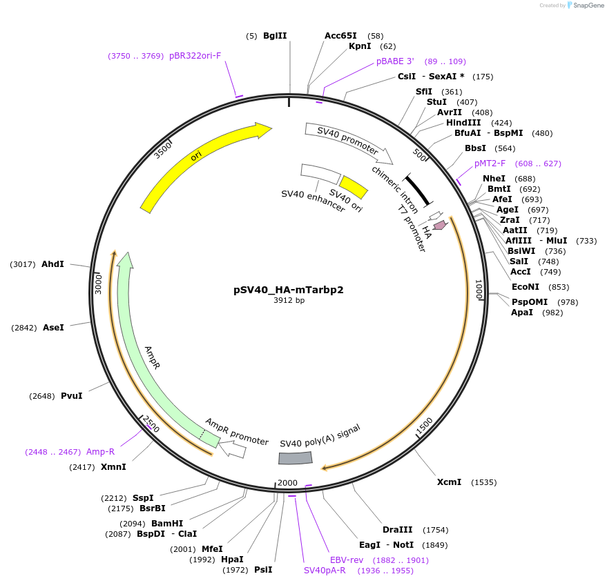 120539-plasmid-map-sequence-id-233983