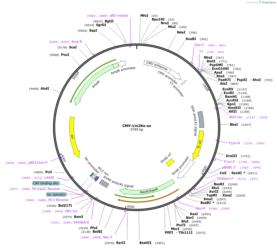 120528-plasmid-map-sequence-id-233984