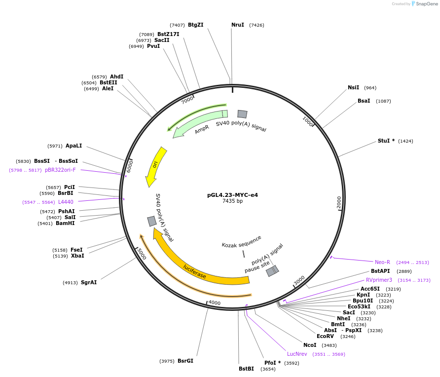 120342-plasmid-map-sequence-id-233998