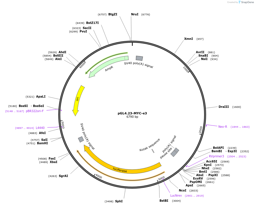 120341-plasmid-map-sequence-id-234009
