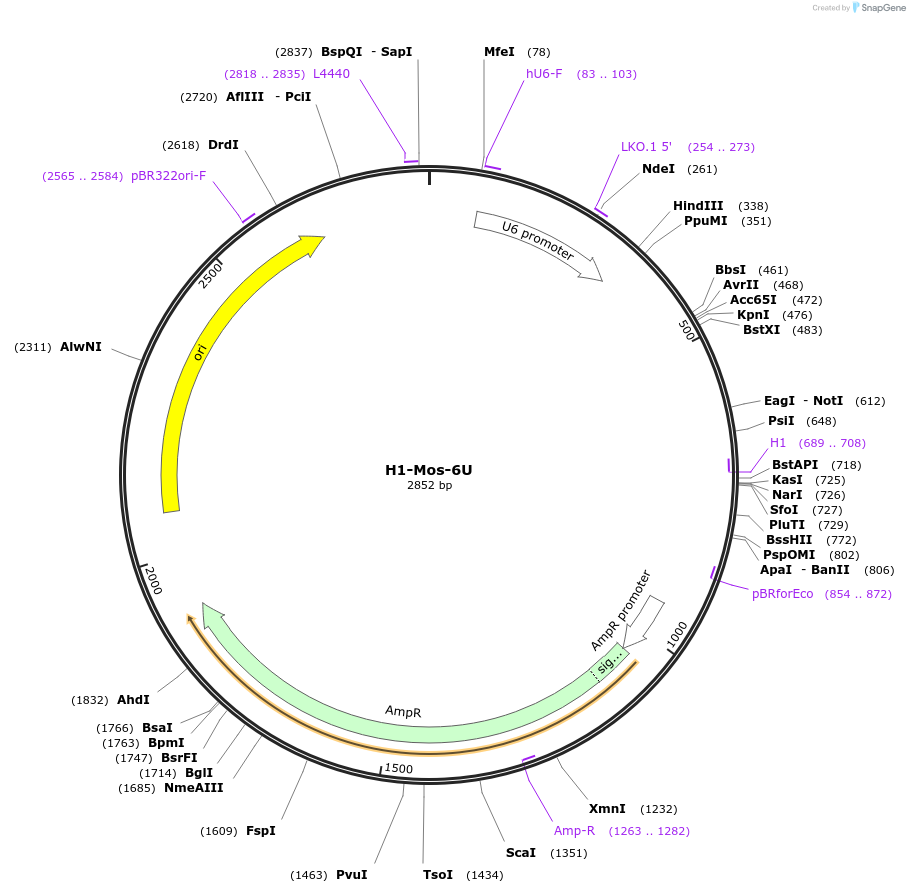 120531-plasmid-map-sequence-id-234010