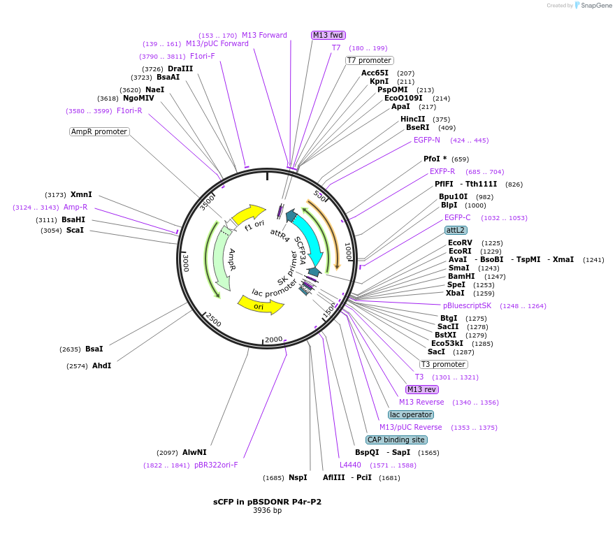 121530-plasmid-map-sequence-id-234035